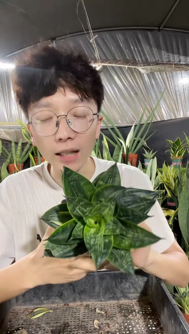 翡翠兰虎皮兰带盆土12.8