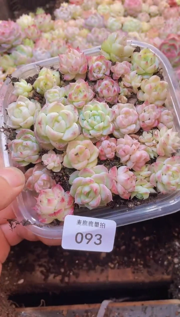 【闪购商品】093A级麦秆量拍1盒