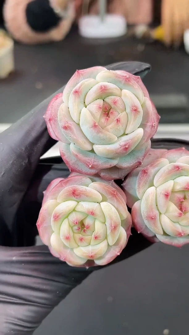 闪购1627  未闻花名多肉一颗  3.5-4厘米