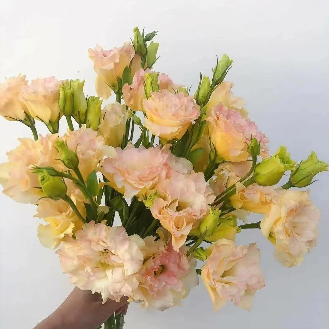 【洋桔梗香槟色】玫瑰鲜花云南昆明基地直发水养 插花 零度拍保温棉