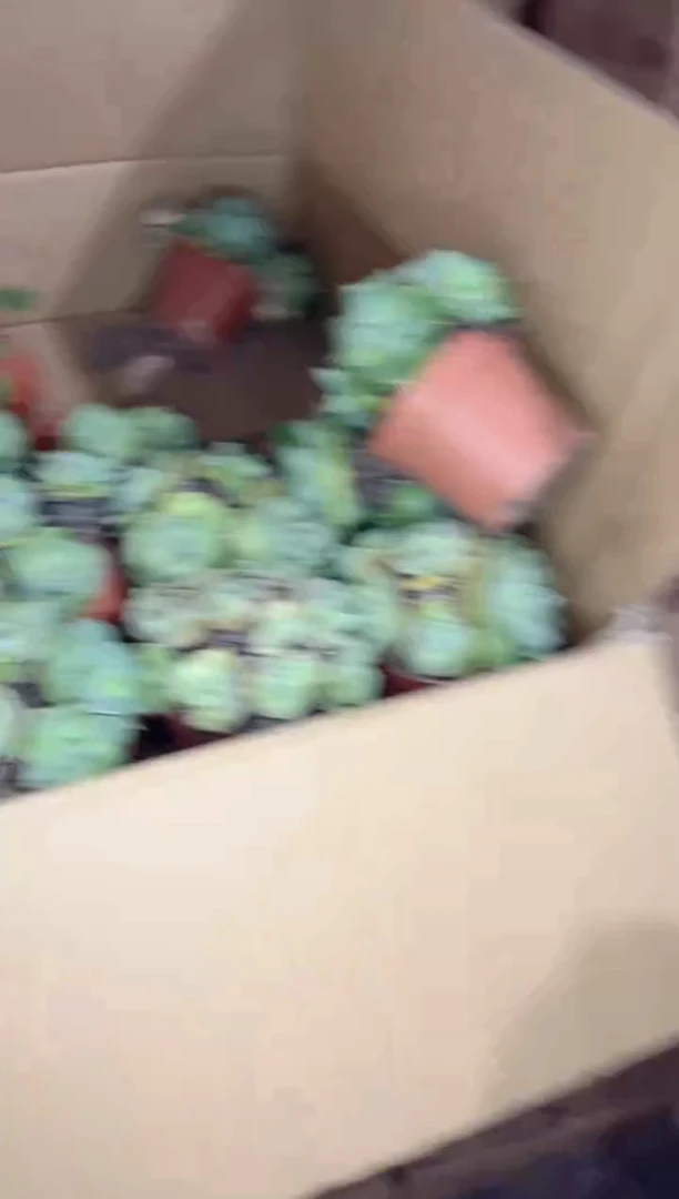 【闪购商品】2颗 多头 王 妃雷神