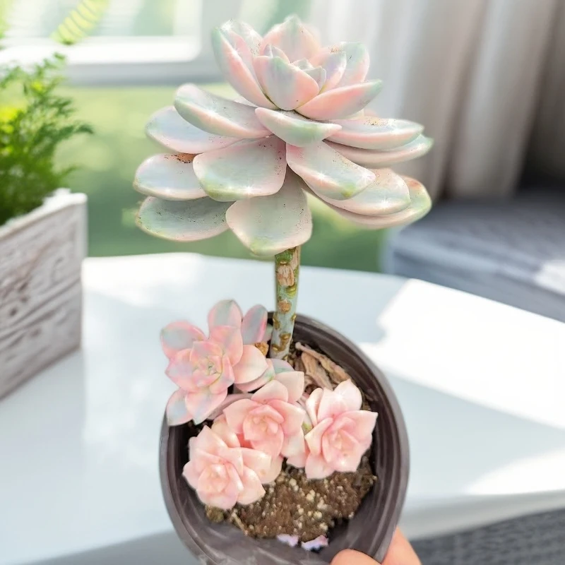 【紫乐锦】  多肉植物  新手好养  基地直发适合阳台庭院养护绿植