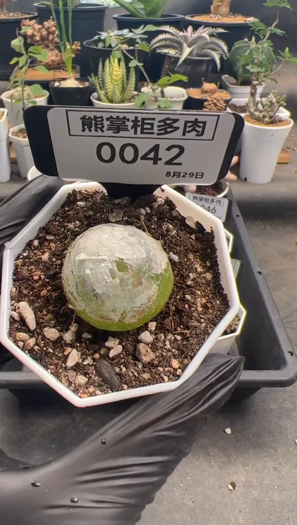 欢**?0829-042-灯泡带盆土