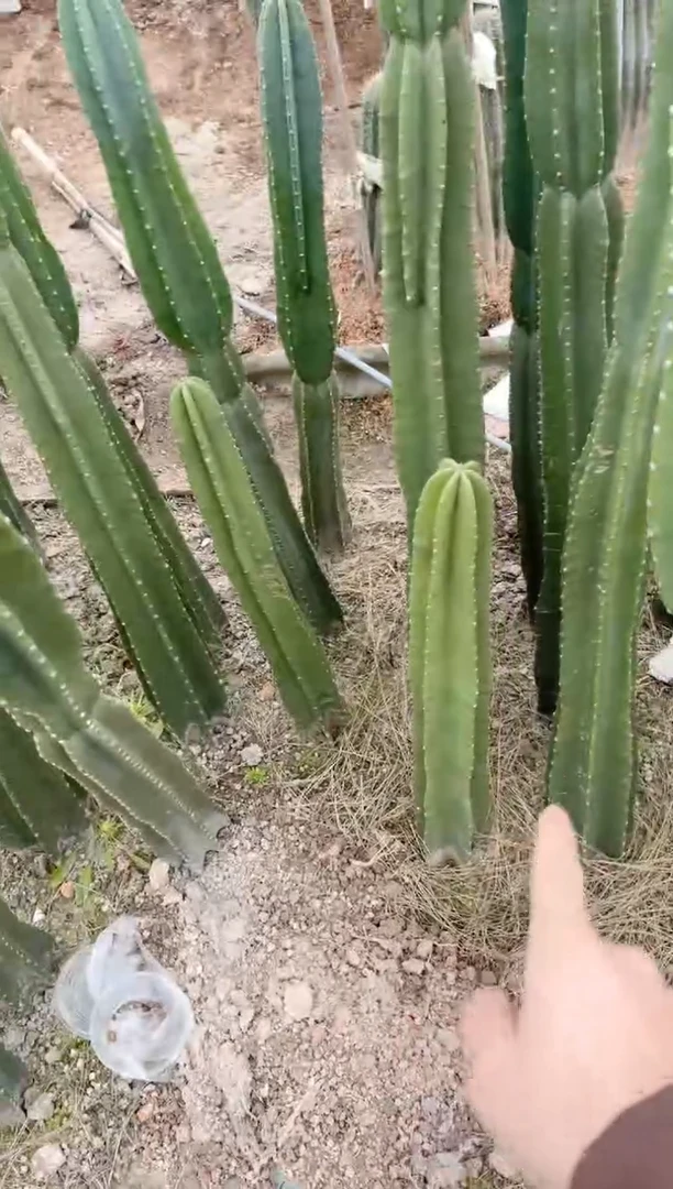 【闪购商品】【带根】30cm 量天尺