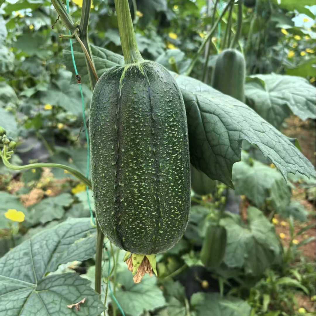 苹果丝瓜新鲜细嫩基地直发