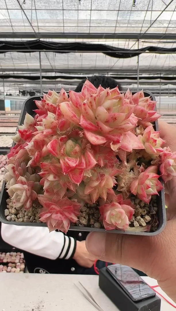 【闪购商品】新款多肉-66