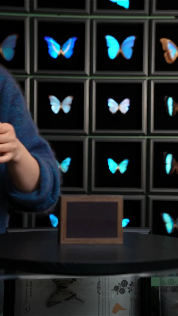 H671蝴蝶标本摆件一口价