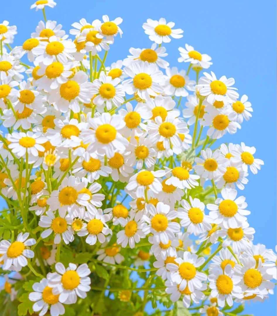 【植此花家】白色洋甘菊 生活鲜花  昆明基地直发