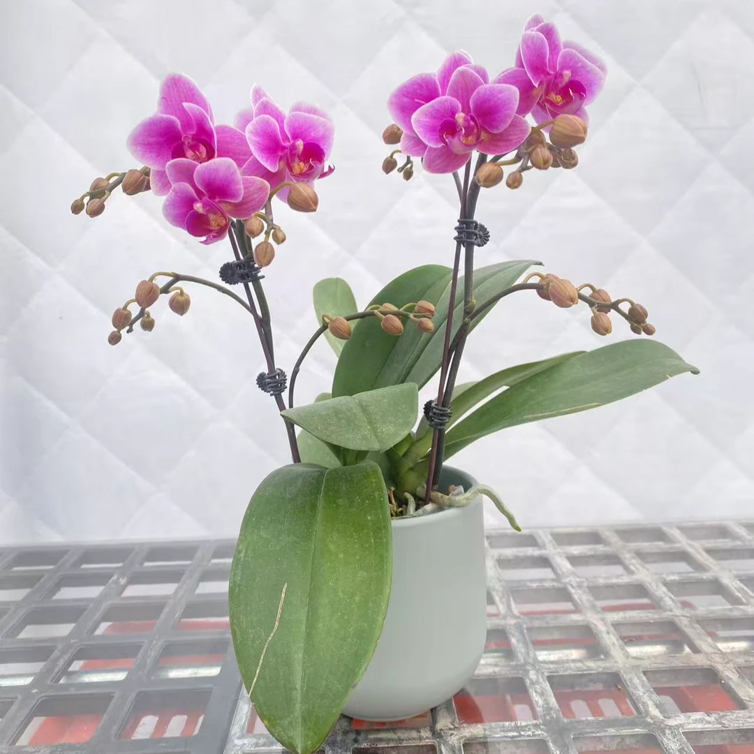 【玖天兰悦】小喜鹊蝴蝶兰