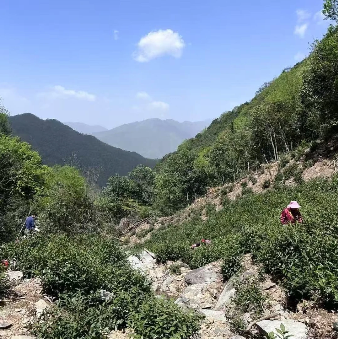 新茶【天湖景区头采】黄山风景区小山头群体种毛峰