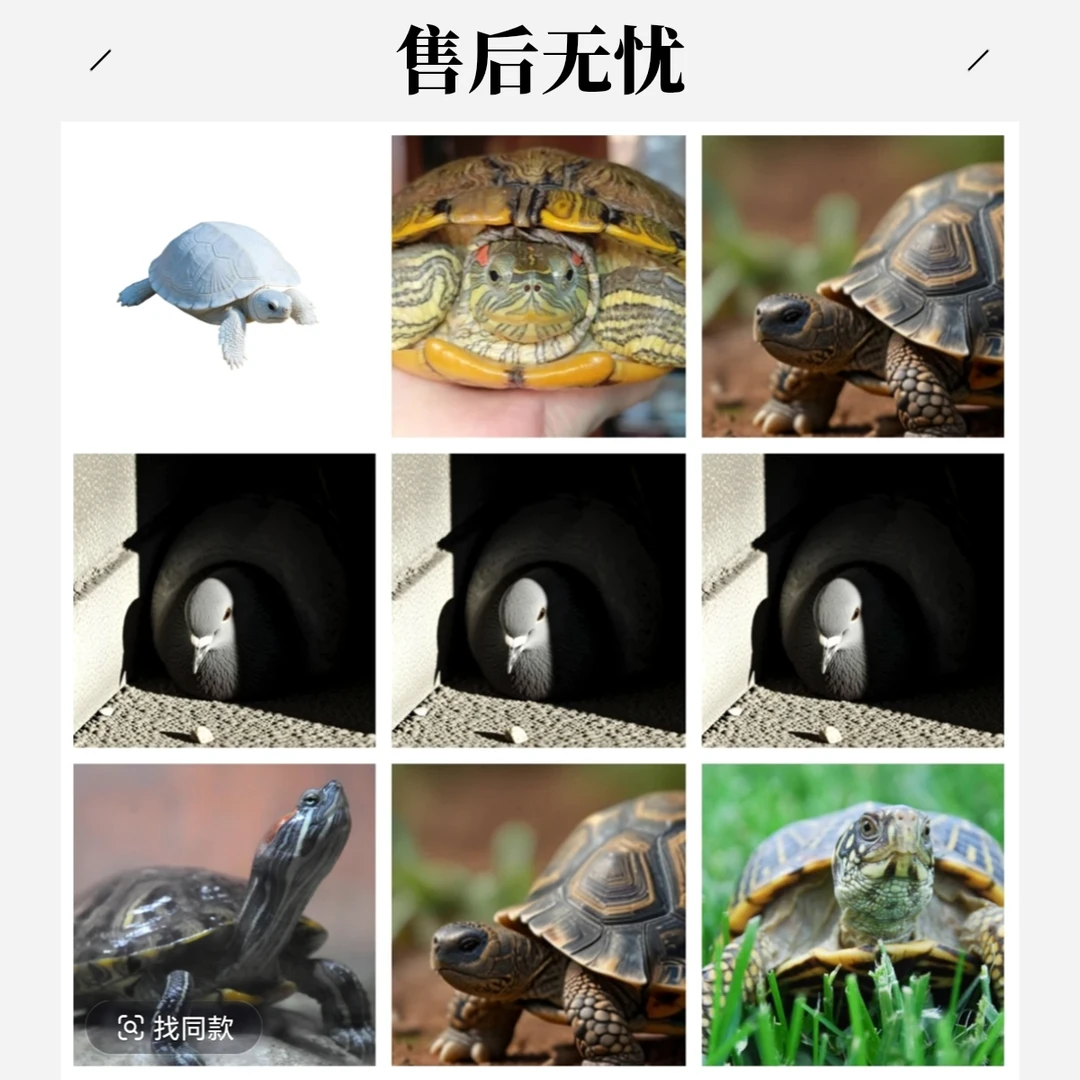 A1东子精选 直播间可挑选的活体宠物 以直播为准