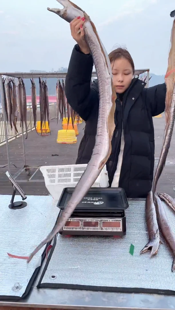 中国大陆4.7斤风鳗/条共2条