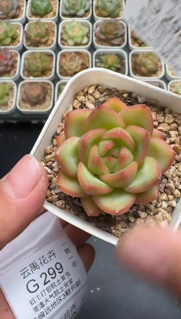 298G云禹多肉植物 脱土纸巾打包 3颗包邮