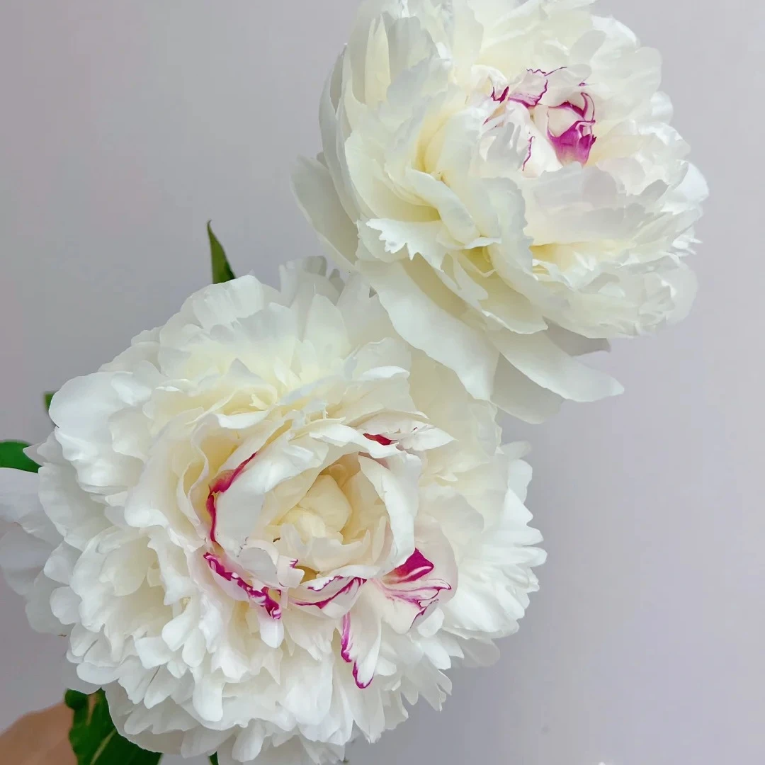 【北极熊/嘉年华精灵】芍药苗白色盆栽阳台庭院花园 包对版包正版