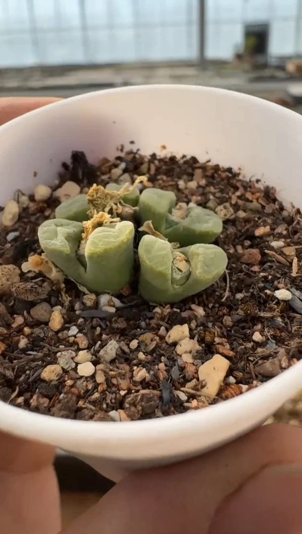 【闪购商品】7-275