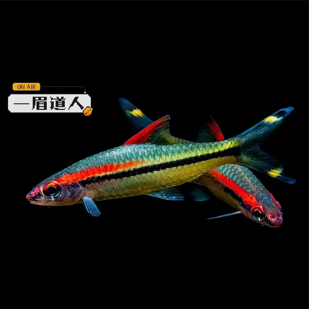 【京东/顺丰混发】一眉道人观赏鱼热带淡水小型鱼群游草缸混养活体