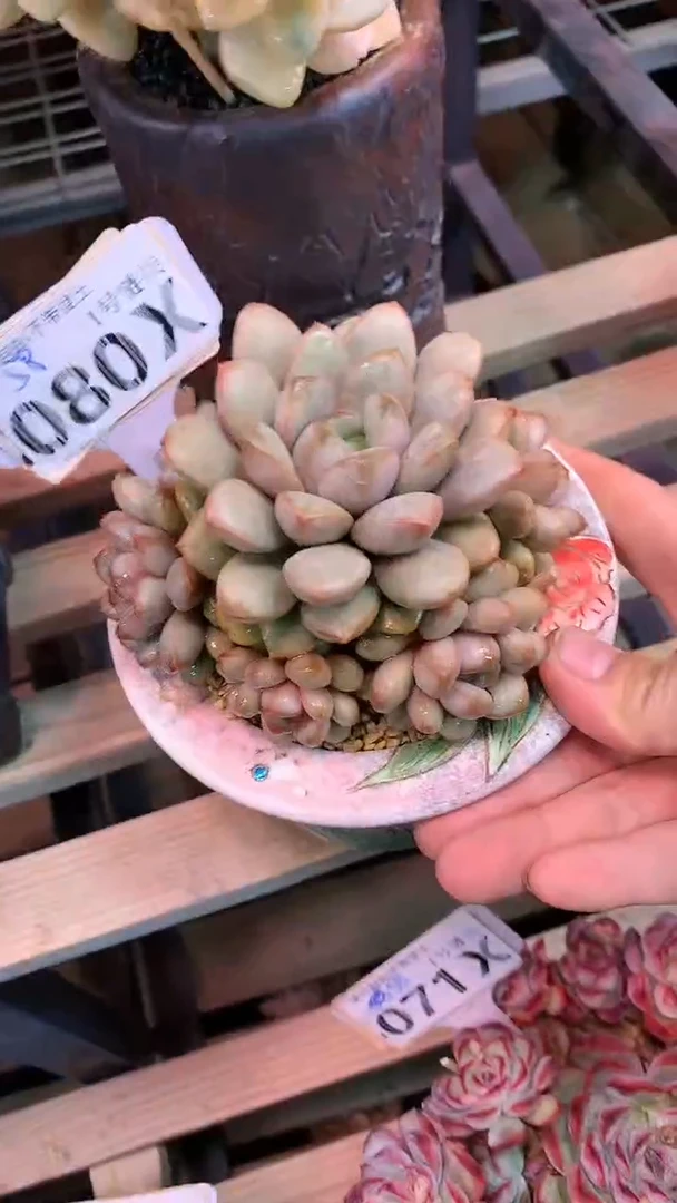 【闪购商品】080XXX