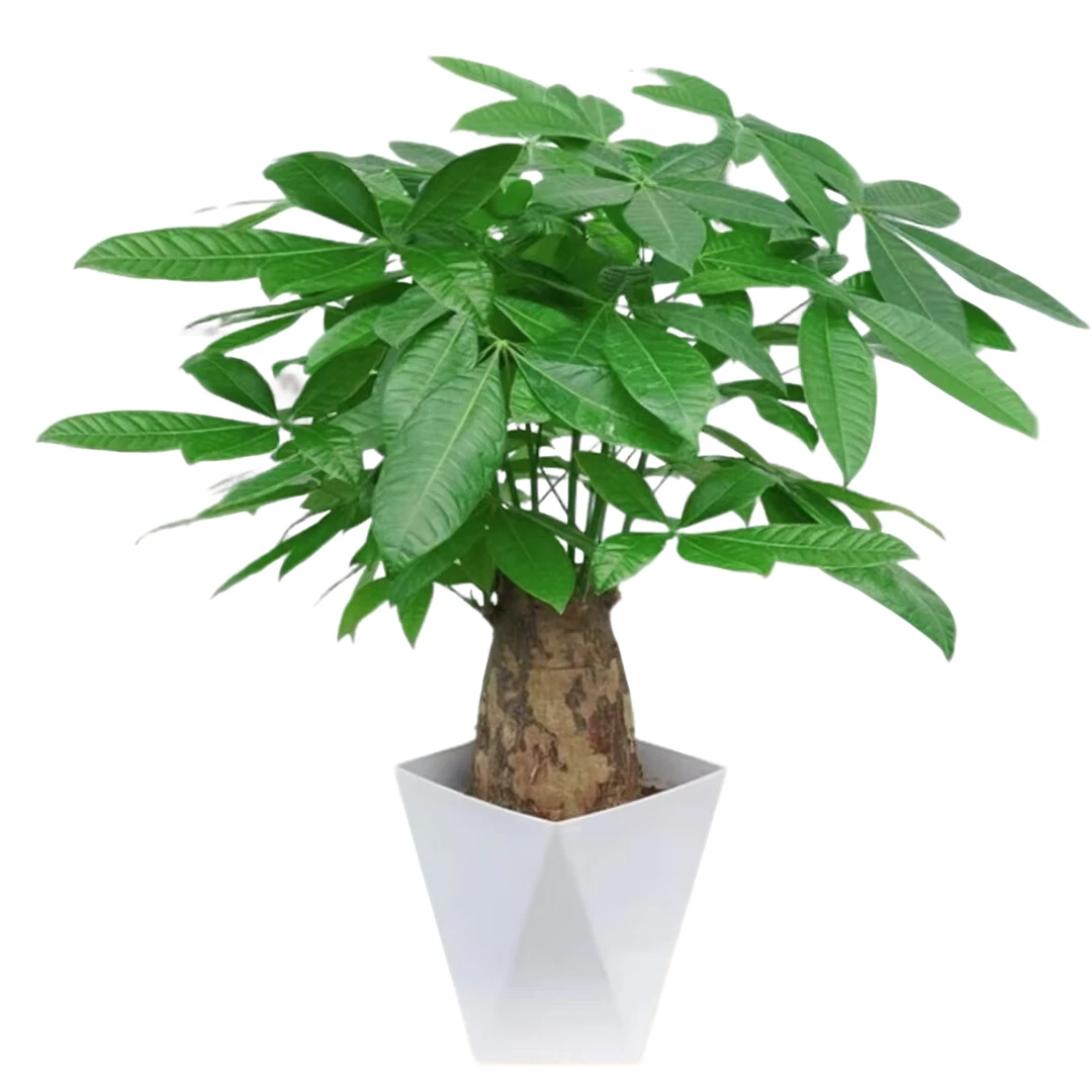 发财树小盆栽绿植大象腿办公室书桌净化空气开业送礼乔迁新居