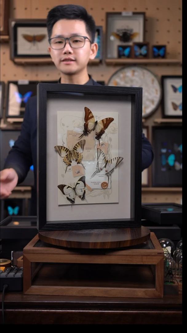 蝴蝶标本摆件竞拍四阔凤蝶d699