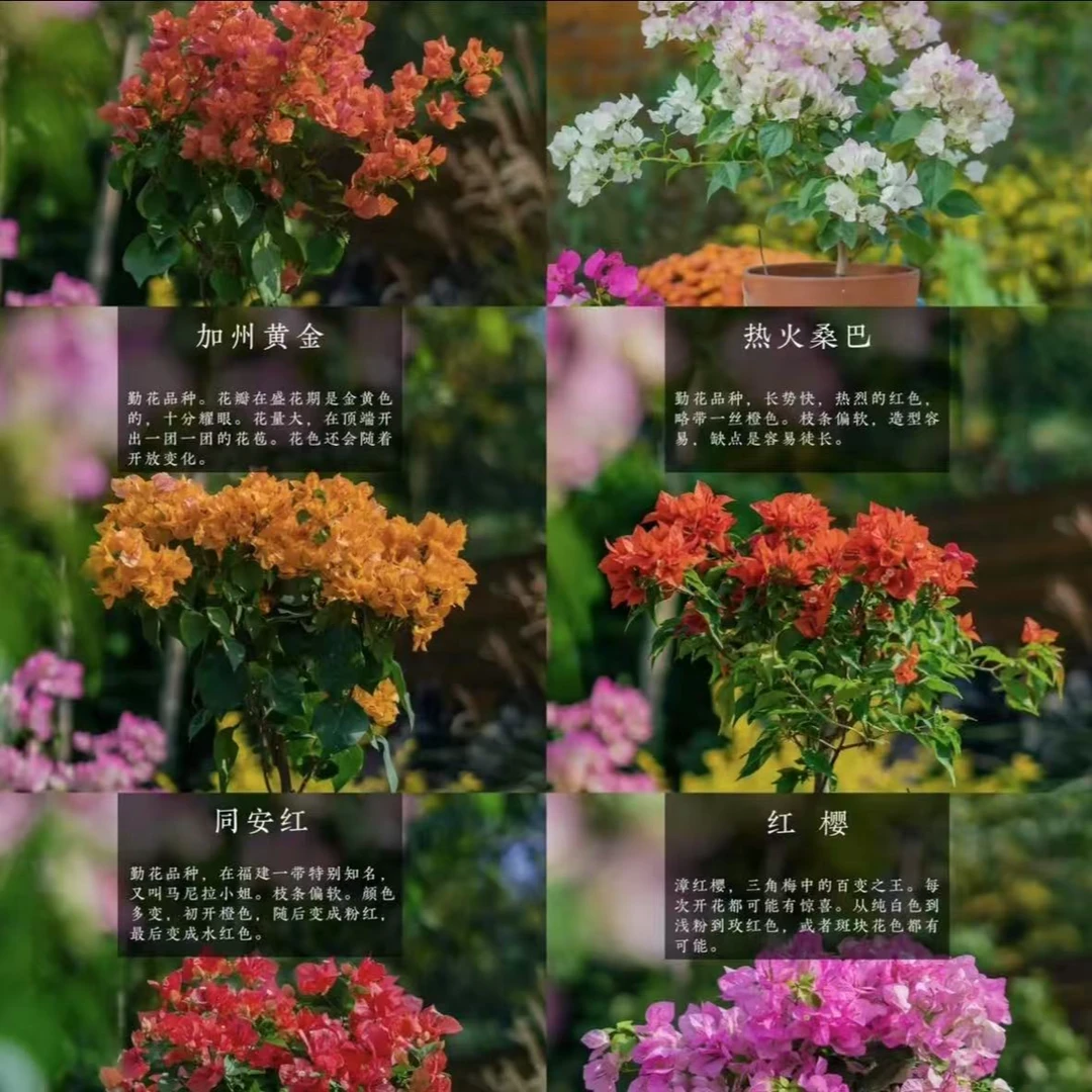 彩色三角梅（一物一拍）落花落叶不售后，一个月换盆不售后