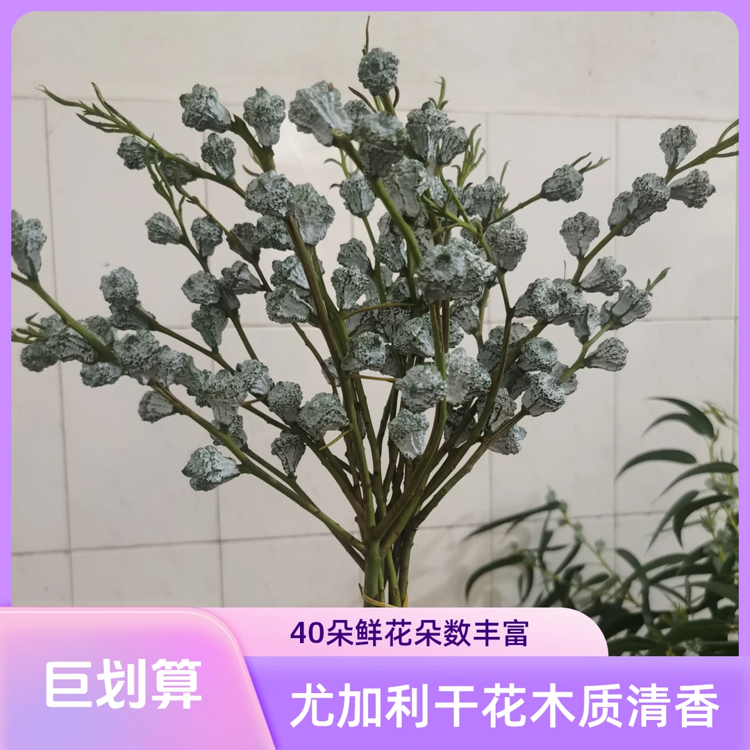 尤加利果木质清香持续三五年,可做干花好养