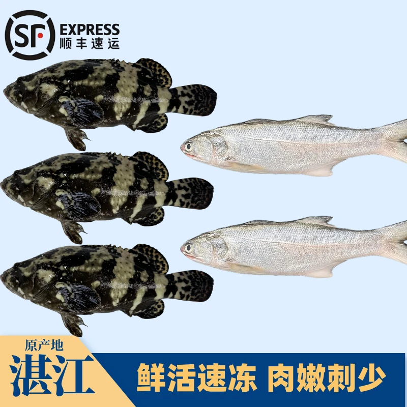 【组合装】3条石斑鱼+2条马友鱼 湛江海鲜味道鲜美 顺丰包邮