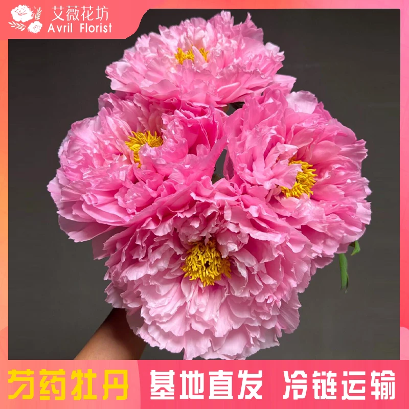 『花镜粉-3A』牡丹鲜花 年宵花 芍药鲜切花 山东基地直发