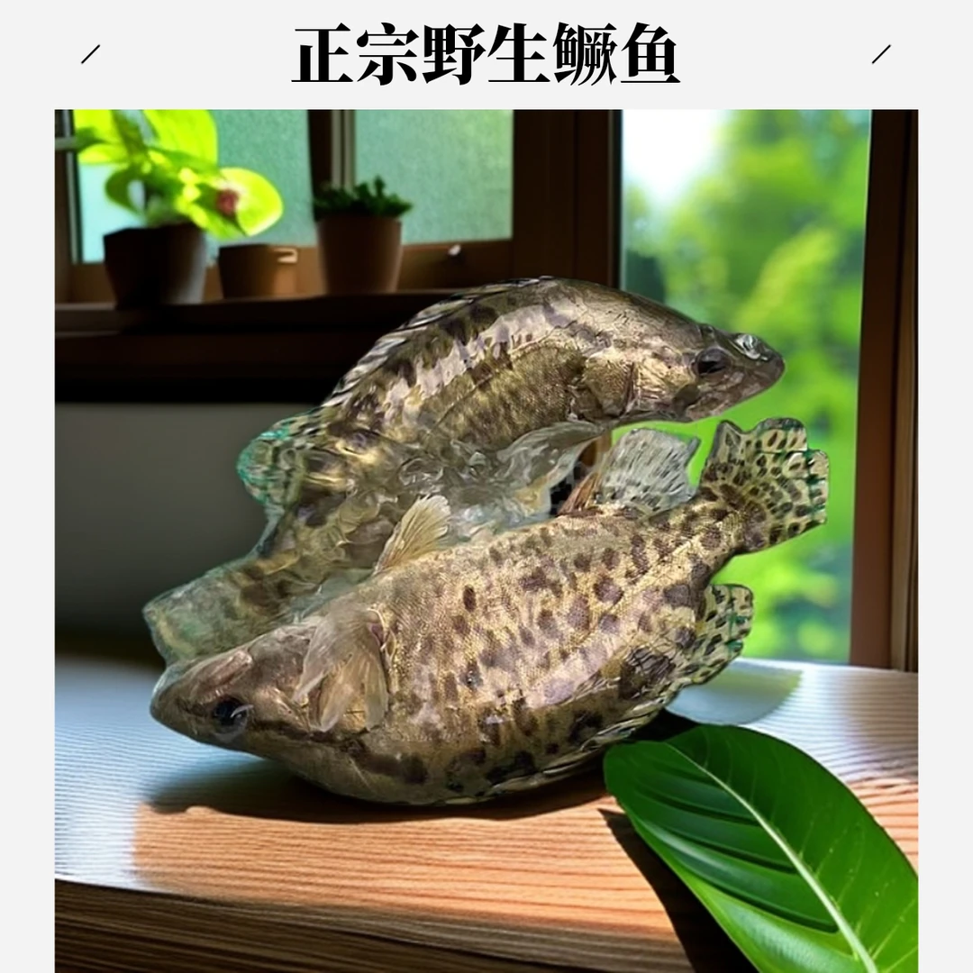 鳜鱼淡水野生鳜鱼湖鲜鲜活现杀健康美味