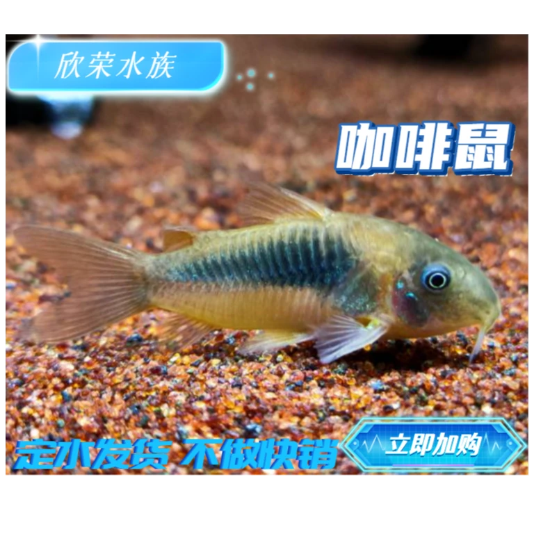 咖啡鼠老鼠鱼清道夫金苔鼠胡子底栖鱼除藻清洁工具鱼热带观赏鱼