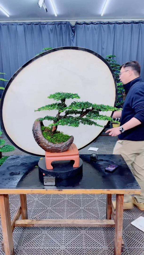 无花朵恒***化盆景..........