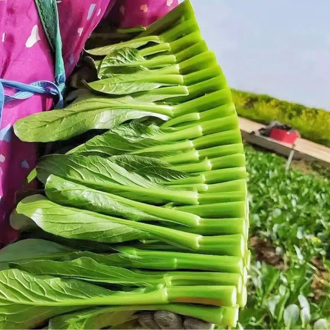 【顺丰冷链包邮】新鲜当季现采现发广东菜心鲜嫩清甜新鲜菜心菜苔菜心
