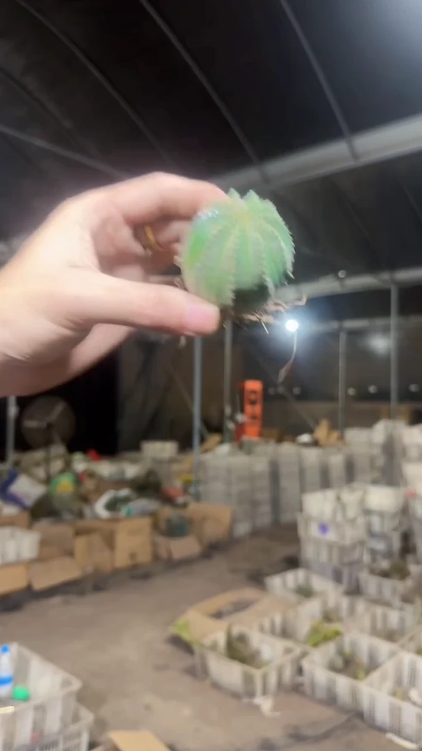 欧系布纹球 不指定带崽