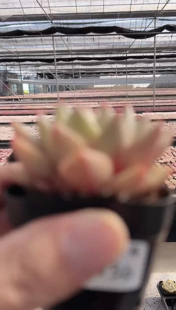 【闪购商品】新款136（黄金甲）