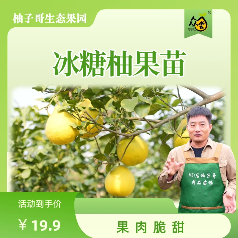 冰糖柚果苗 包邮