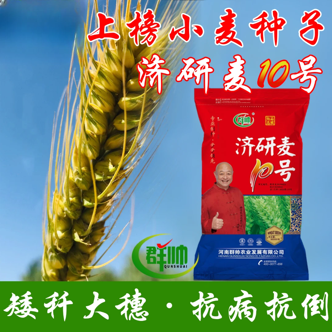 十袋300斤装济研麦10号小麦种子长势好高产稳产抗倒伏抗冻耐寒