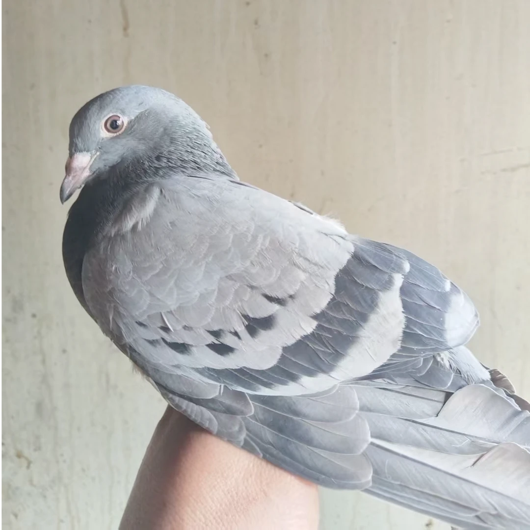 【孝笑书记推荐】鸽子