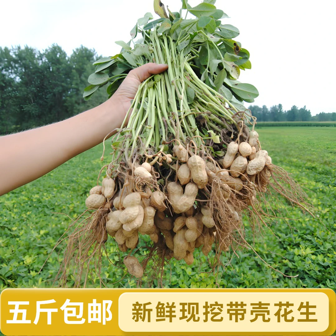 2025带泥鲜花生今年现挖现卖新鲜湿花生现摘带壳五斤带皮生花生
