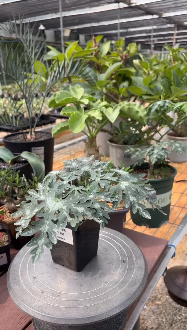 雪花西番莲FC-663