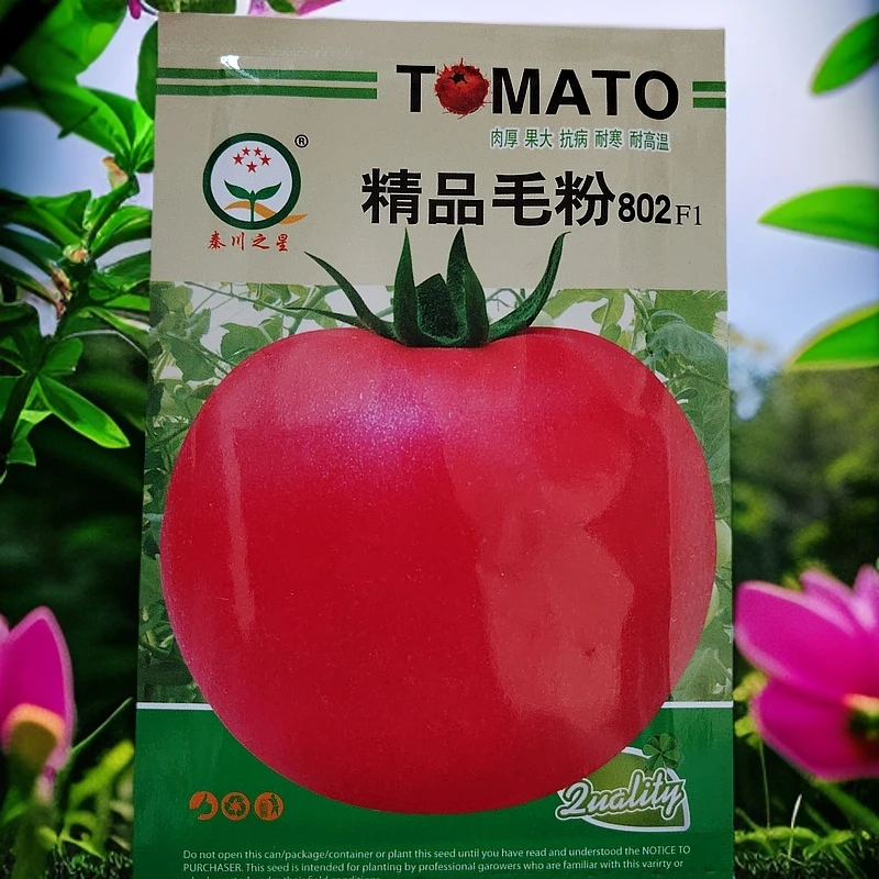 毛粉802柿子赠虎皮黄柿子籽