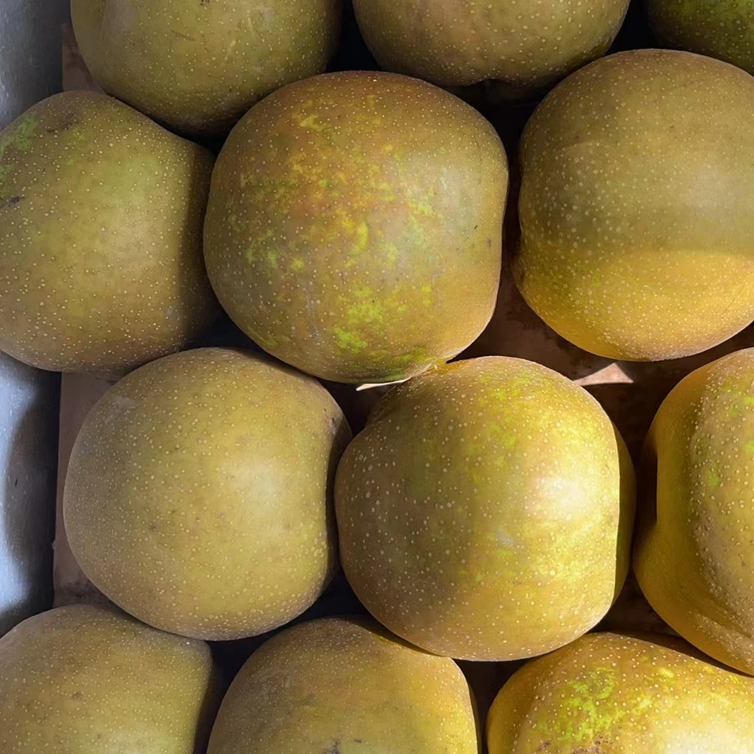 翠冠梨15元三个约2.2斤，脆甜多汁