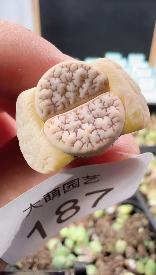 【闪购商品】+++187