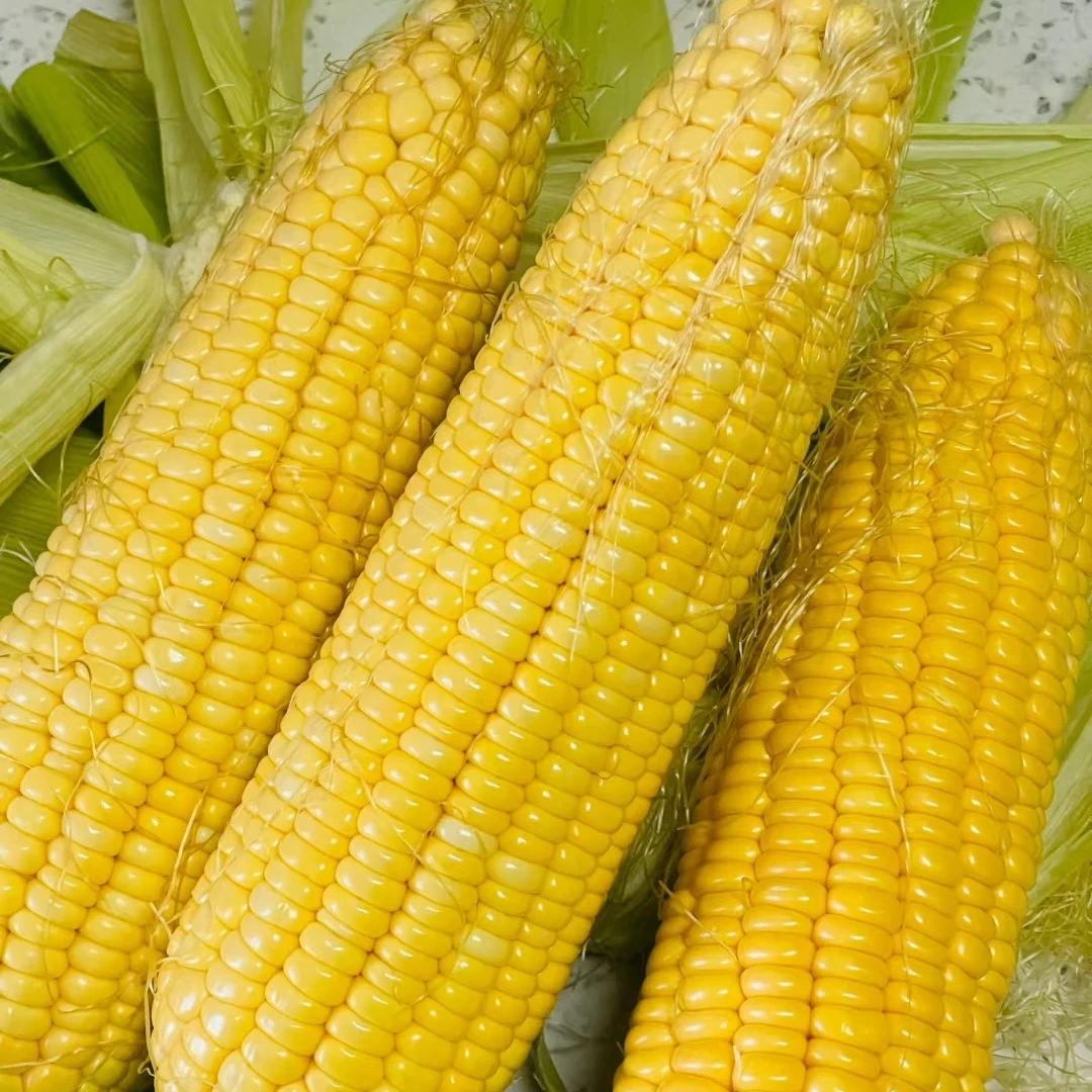 （7根）海南水果玉米7根水果玉米海南省