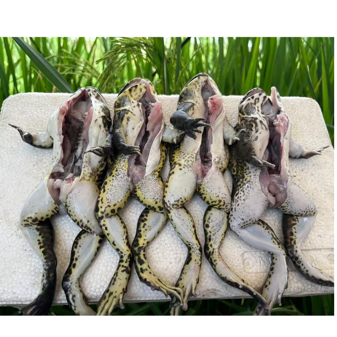 仿生态养殖稻田蛙田鸡非牛蛙非青蛙