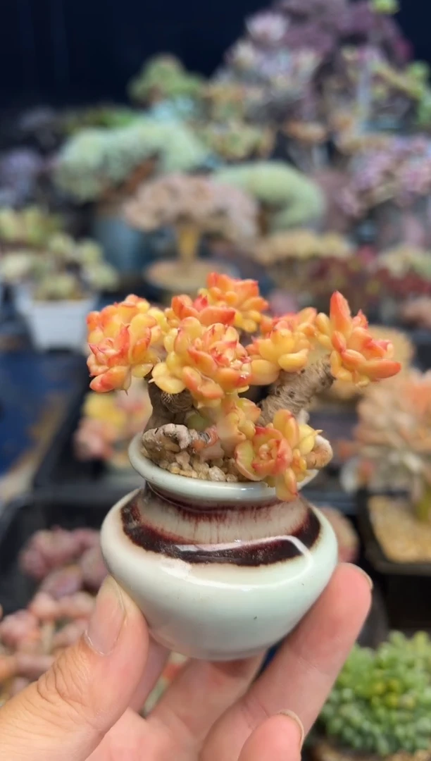 路**◟45         不带盆