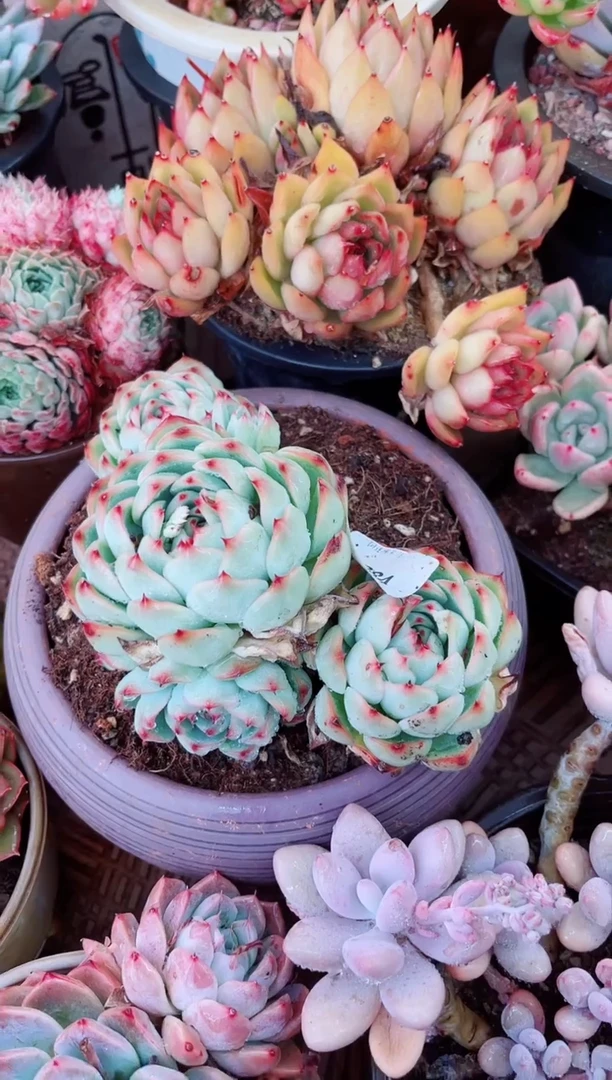 13084多肉植物一物一拍