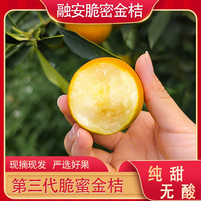 融安金桔脆密金桔第三代脆蜜金柑无酸无籽新鲜现摘现发精美礼盒装