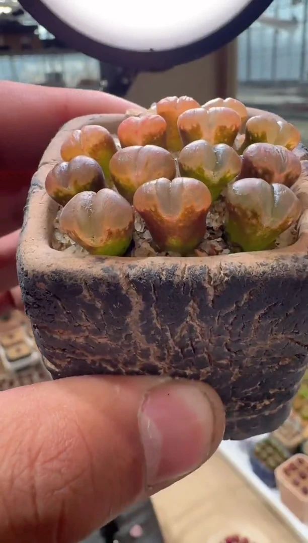 1多肉植物肉锥大嘴风铃一颗