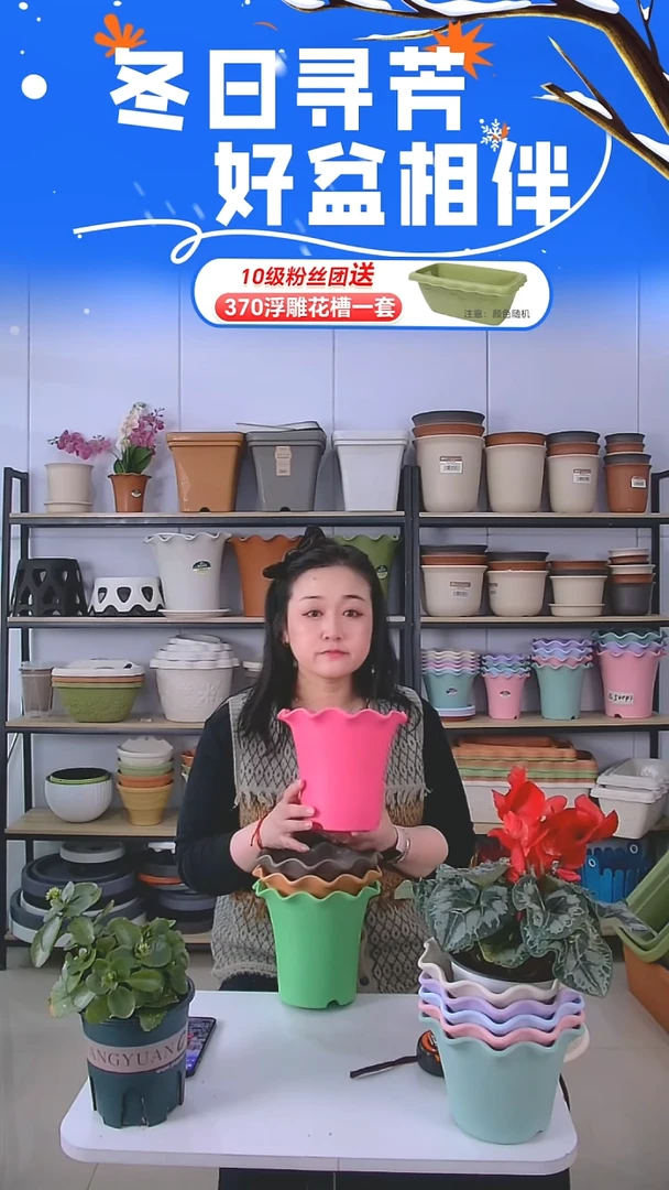 彩色荷叶边5002五个不带托盘