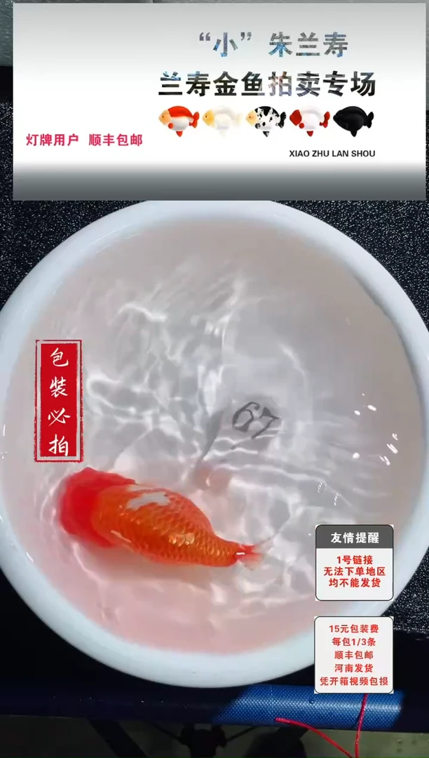 金鱼没拍包装顺丰到付1~3条每包67号