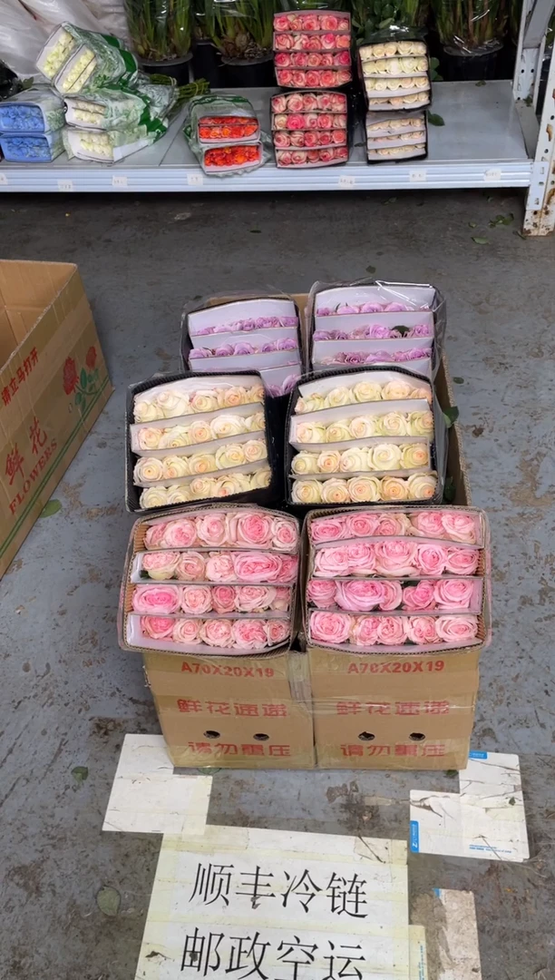 粉荔枝20枝+小白兔20枝+海洋之歌20枝